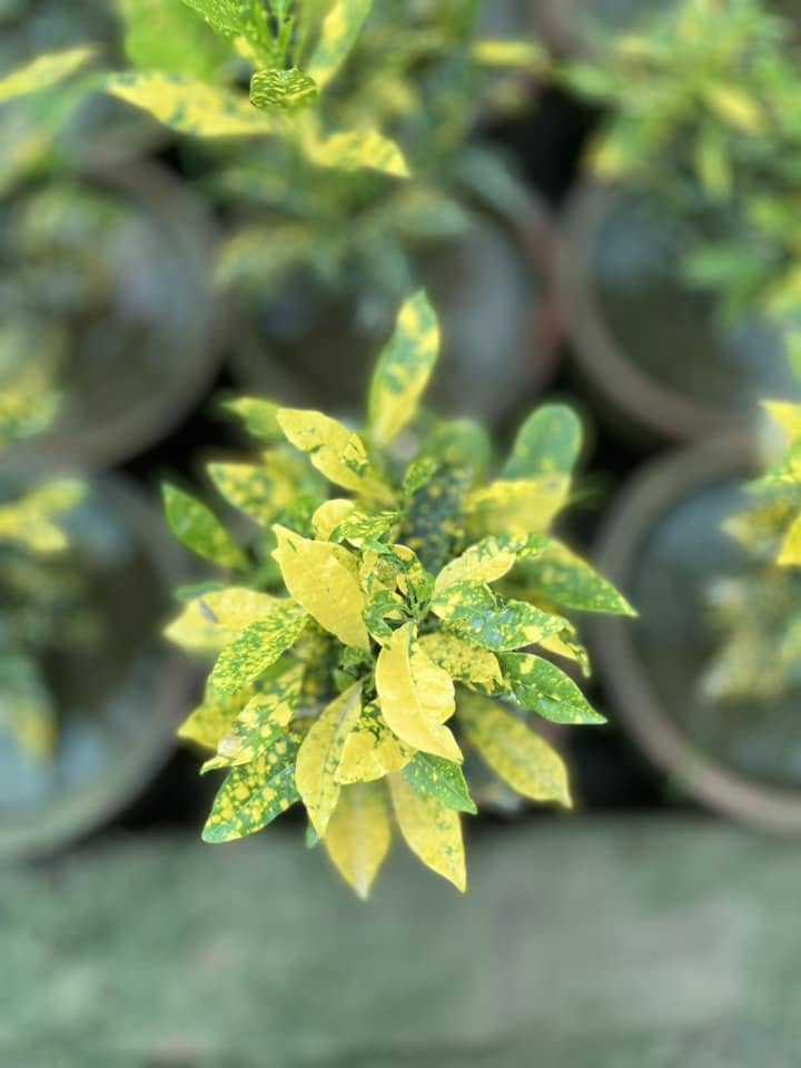 Yellow and green variegated plant seen from above
