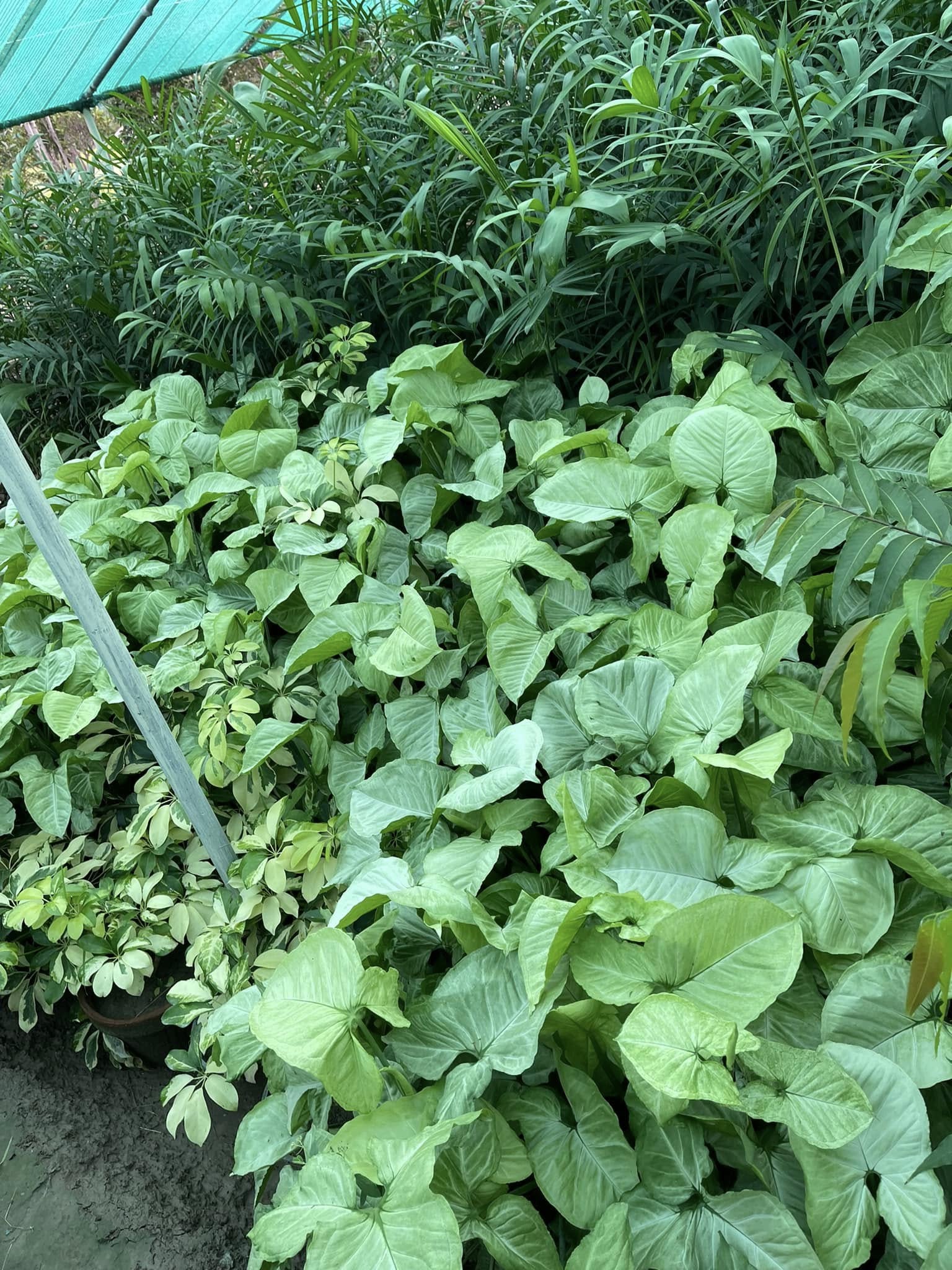 Dense green and variegated foliage plants