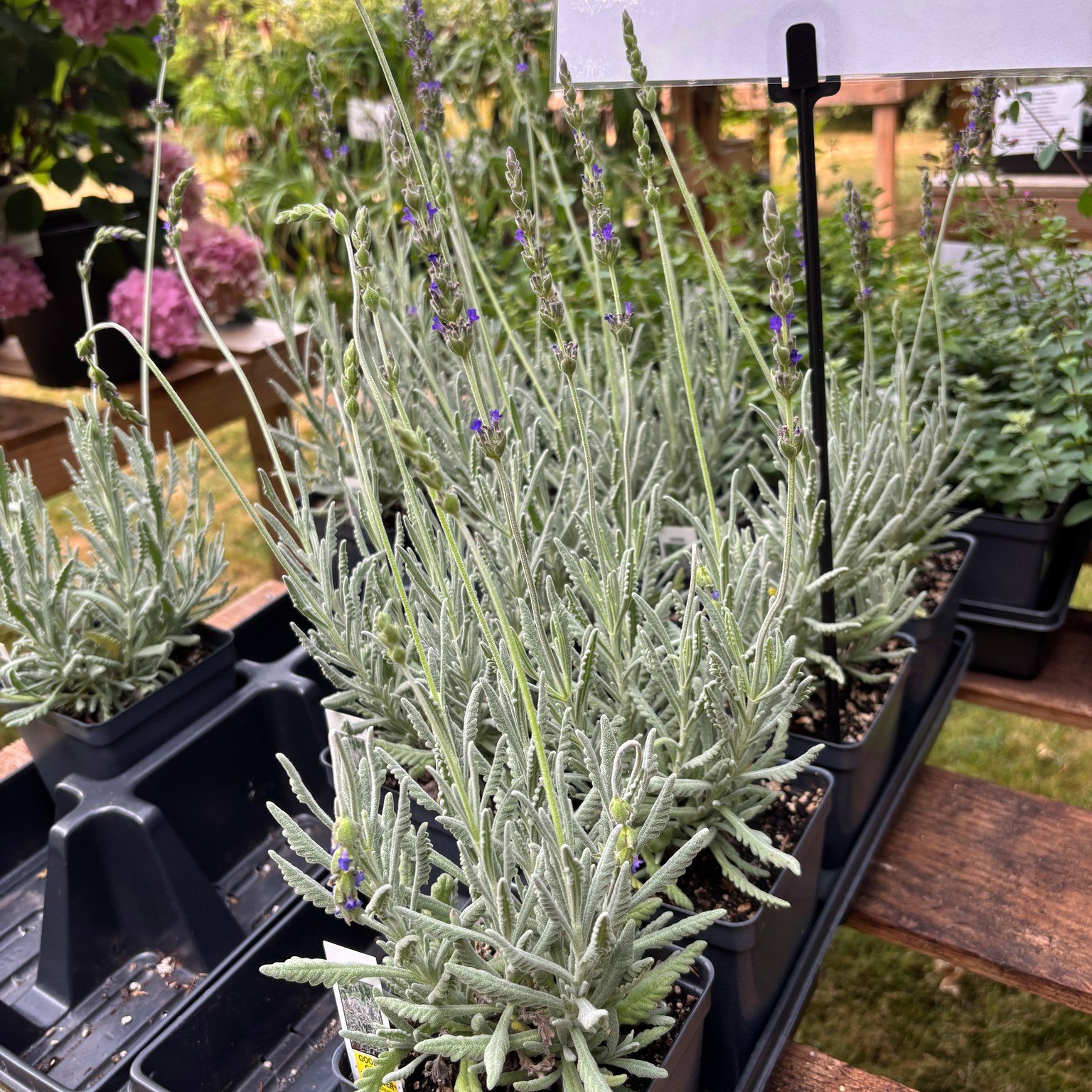 Potted lavender plants on a nursery bench