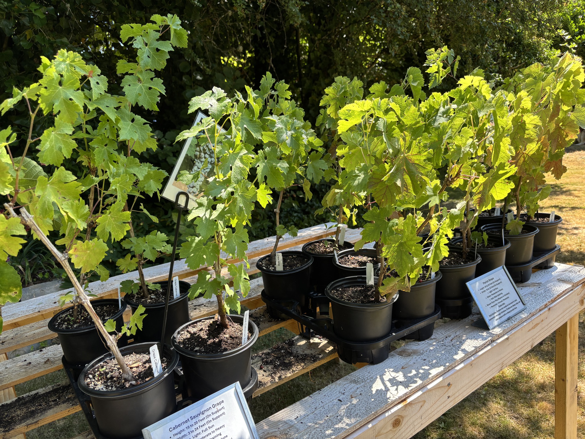 Young potted plants lined up on a wooden bench in the sun