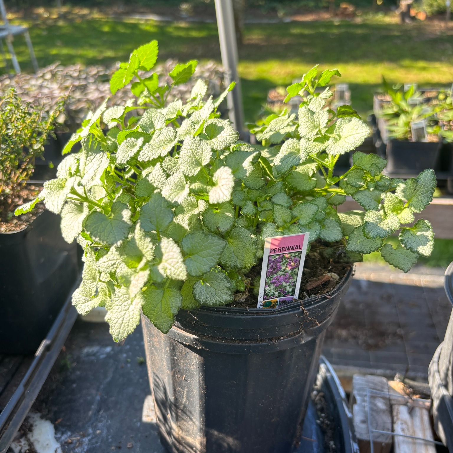 Silver-green leafy plant in a black nursery pot