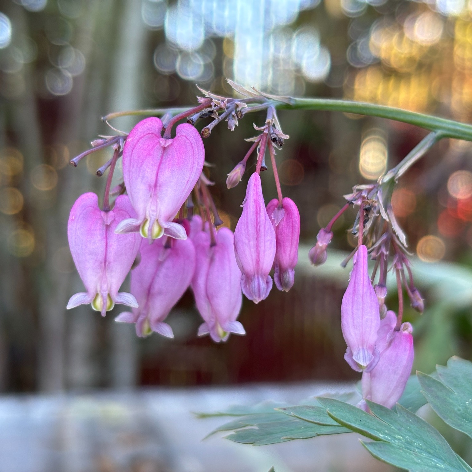 Pink heart-shaped flowers hanging from a green stem