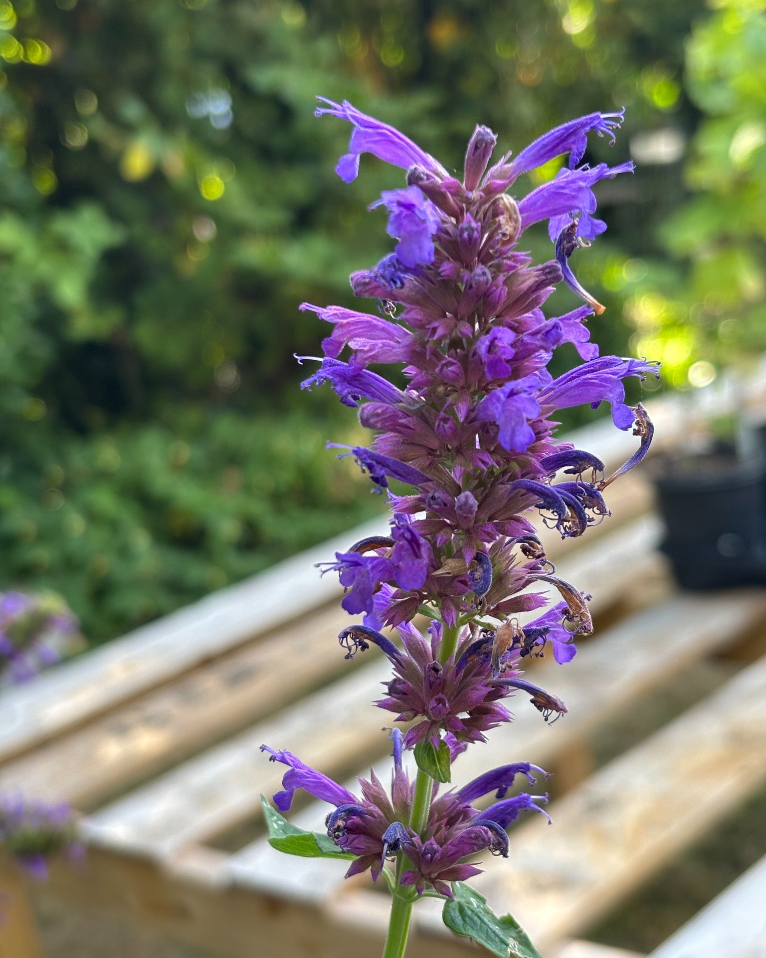 Purple flower spike against a soft green background