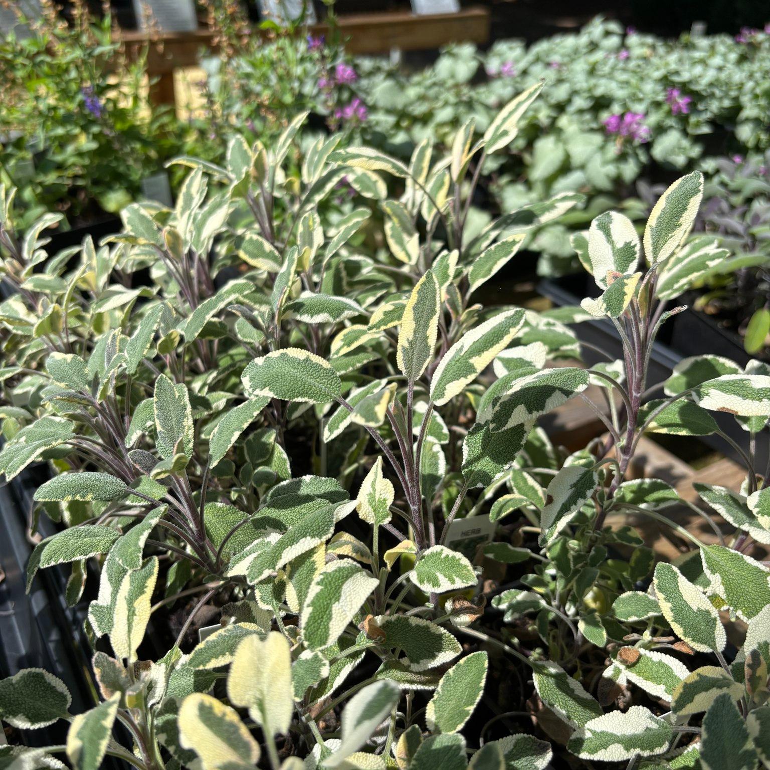 Variegated green and cream leafy plants in nursery trays