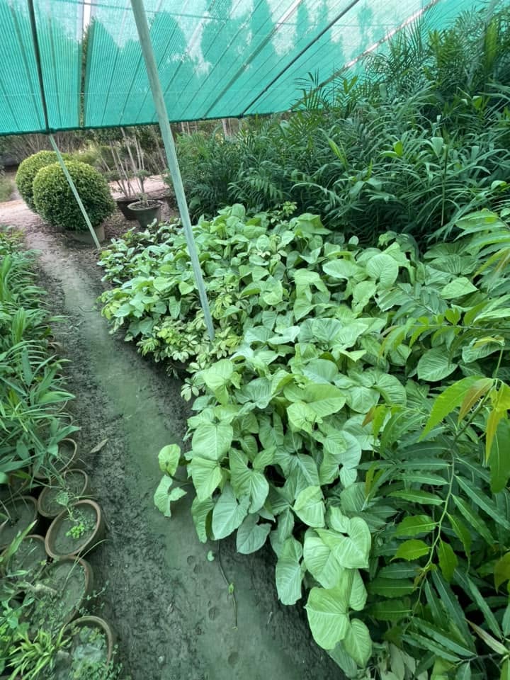 Rows of leafy potted plants under a green shade cloth